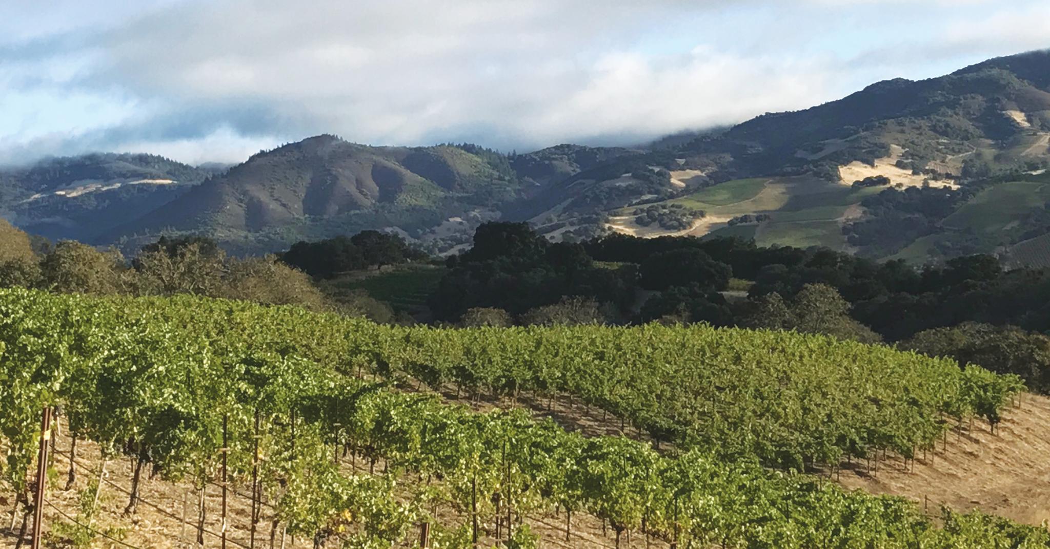 A view of Smothers-Remick Ridge Vineyard.